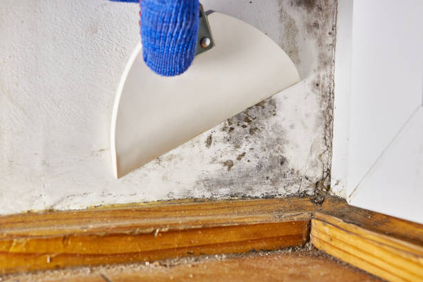 Best Emergency Mold Remediation  in Fussels Corner, FL